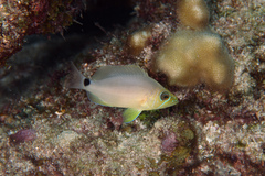 Hypoplectrus unicolor