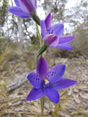 Thelymitra juncifolia