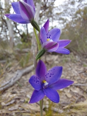 Thelymitra juncifolia
