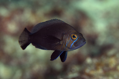 Hypoplectrus nigricans