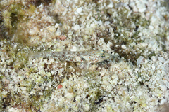 Coryphopterus venezuelae