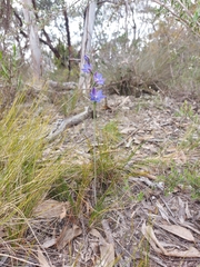 Thelymitra juncifolia