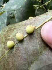 Caryomyia persicoides