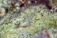 Gnatholepis thompsoni