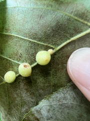 Caryomyia persicoides