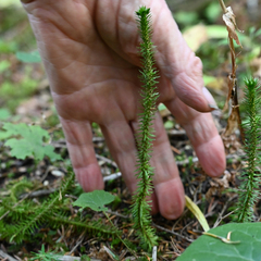 Lycopodiaceae