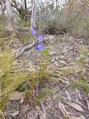 Thelymitra juncifolia