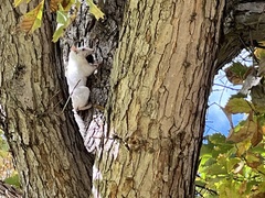 Sciurus carolinensis