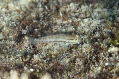 Gnatholepis thompsoni