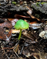 Entoloma necopinatum