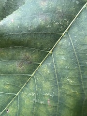 Caryomyia persicoides