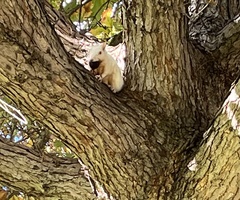 Sciurus carolinensis