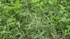 Urochloa subquadripara