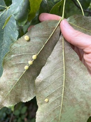 Caryomyia persicoides