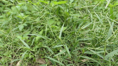 Urochloa subquadripara