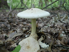 Amanita rhopalopus