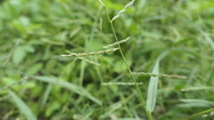 Urochloa subquadripara