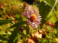 Symphyotrichinae