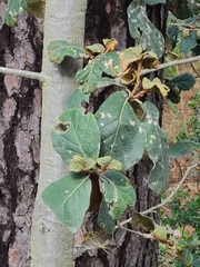 Quercus crassifolia