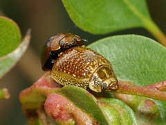 Paropsisterna cloelia