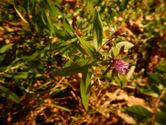 Symphyotrichinae