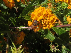Copestylum haagii