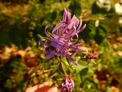 Symphyotrichinae
