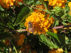 Copestylum haagii