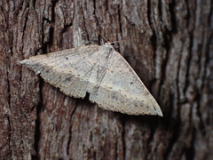 Taxeotis perlinearia