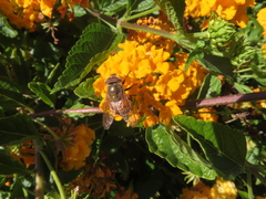 Copestylum haagii