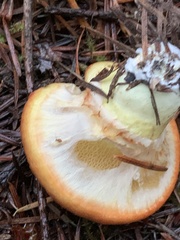 Suillus umbonatus
