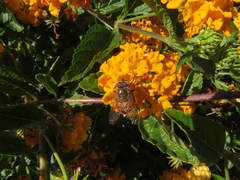Copestylum haagii