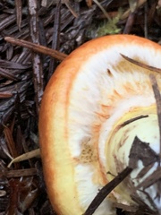 Suillus umbonatus