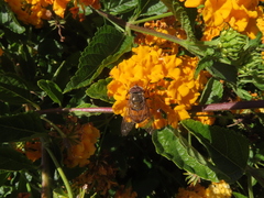 Copestylum haagii