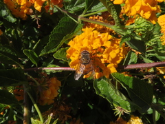 Copestylum haagii