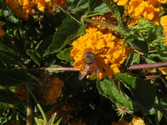 Copestylum haagii
