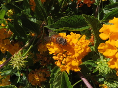 Copestylum haagii