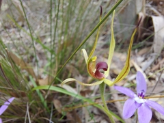 Caladenia leptochila