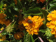 Copestylum haagii