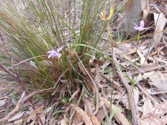 Caladenia leptochila