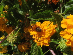 Copestylum haagii
