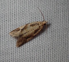 Euphona euphona