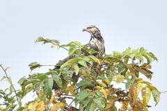 Pernis ptilorhynchus