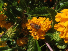 Copestylum haagii