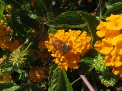 Copestylum haagii