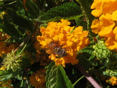 Copestylum haagii