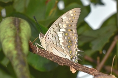 Charaxes solon