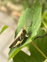 Xenocatantops humilis