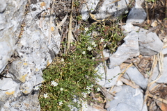 Stenaria nigricans