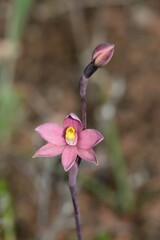 Thelymitra luteocilium